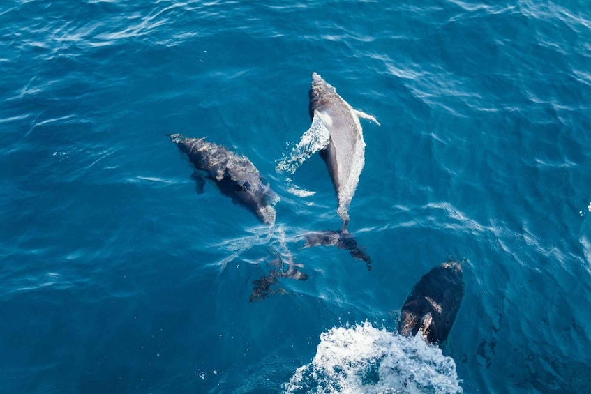 Picture 8 for Activity Olbia: Dolphin Watching & Snorkeling Boat Tour near Figarolo