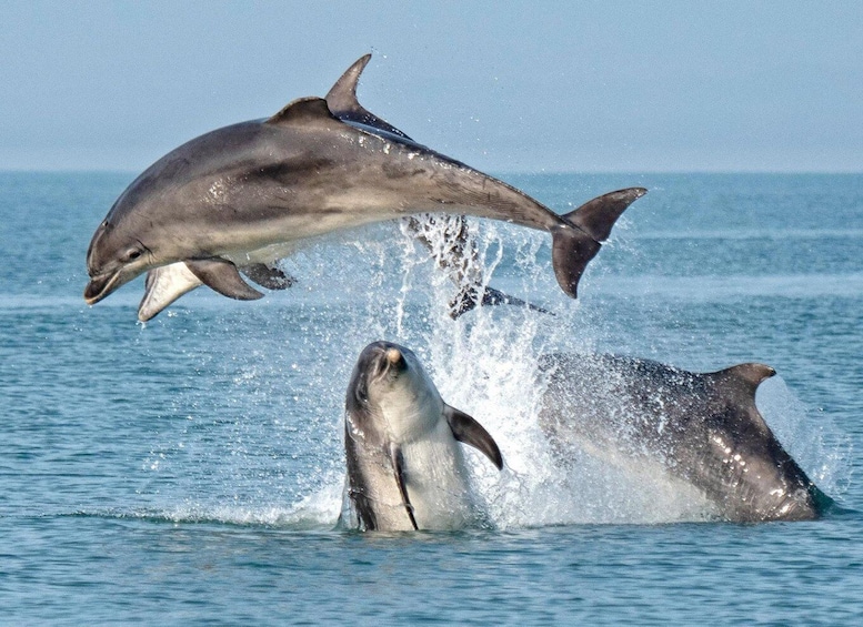 Picture 13 for Activity Olbia: Dolphin Watching & Snorkeling Boat Tour near Figarolo