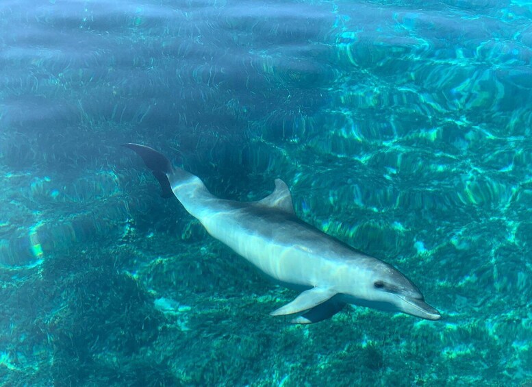 Picture 7 for Activity Olbia: Dolphin Watching & Snorkeling Boat Tour near Figarolo