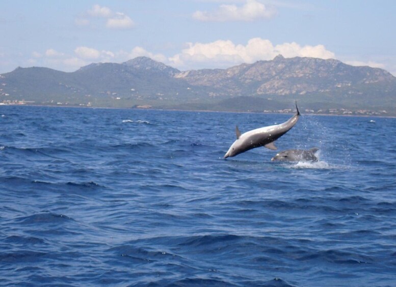 Picture 12 for Activity Olbia: Dolphin Watching & Snorkeling Boat Tour near Figarolo