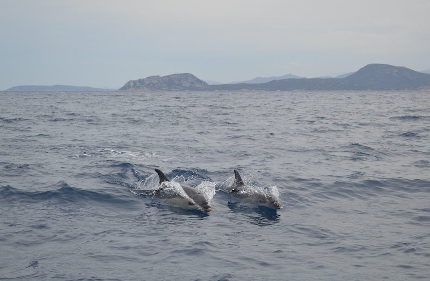 Picture 22 for Activity Olbia: Dolphin Watching & Snorkeling Boat Tour near Figarolo