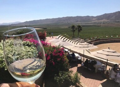 Desde Tijuana: recorrido privado por la bodega Valle de Guadalupe