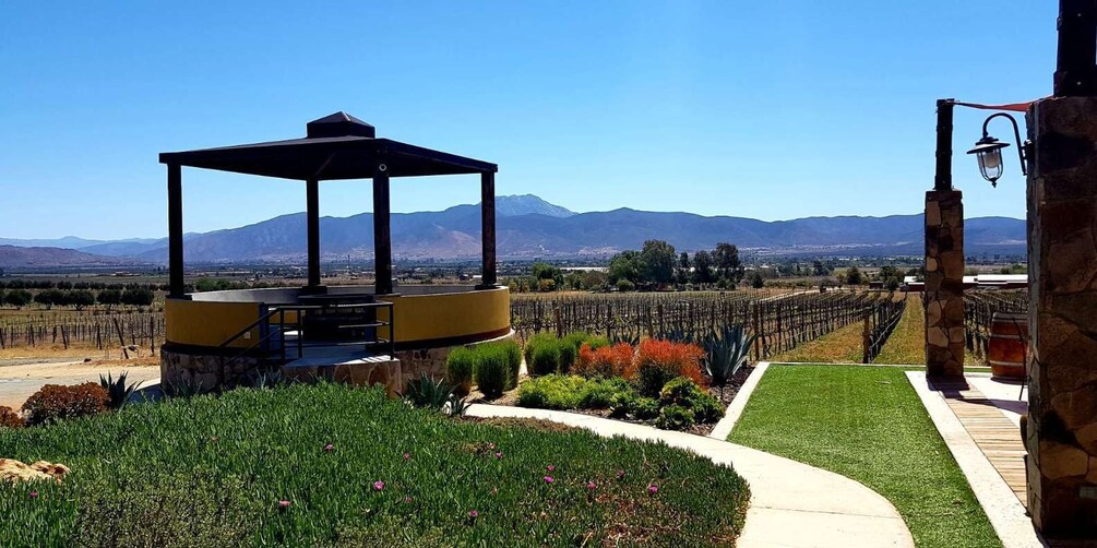 Picture 1 for Activity From Tijuana: Valle de Guadalupe Private Winery Tour