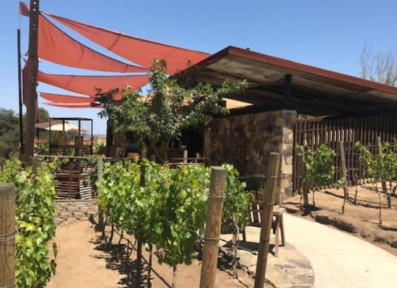 Picture 4 for Activity From Tijuana: Valle de Guadalupe Private Winery Tour