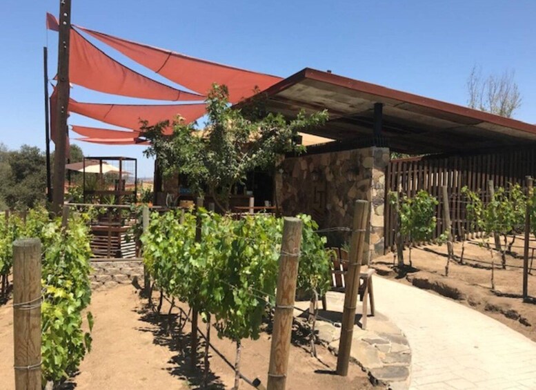 Picture 4 for Activity From Tijuana: Valle de Guadalupe Private Winery Tour