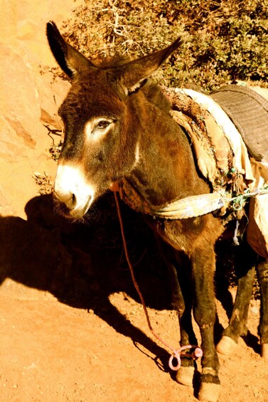 Picture 37 for Activity From Ouarzazate: Private Day Trip to Zagora with Camel Ride