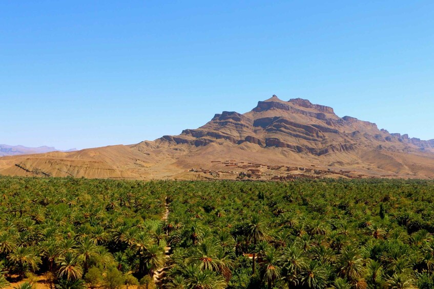 Picture 9 for Activity From Ouarzazate: Private Day Trip to Zagora with Camel Ride