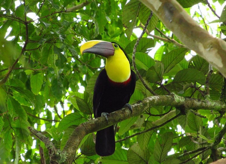 Picture 7 for Activity La Fortuna Bird Watching Tour with Naturalist Guide