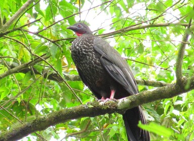 La Fortuna Bird Watching Tour with Naturalist Guide