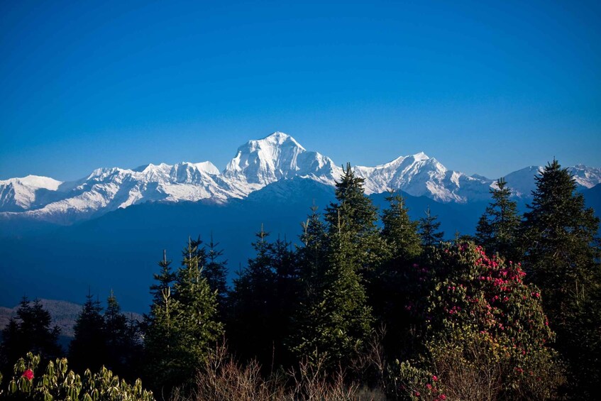 Picture 2 for Activity From Kathmandu: Ghandruk Ghorepani 10-Day Guided Trek