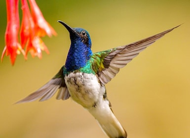 Cali: Vogelbeobachtung