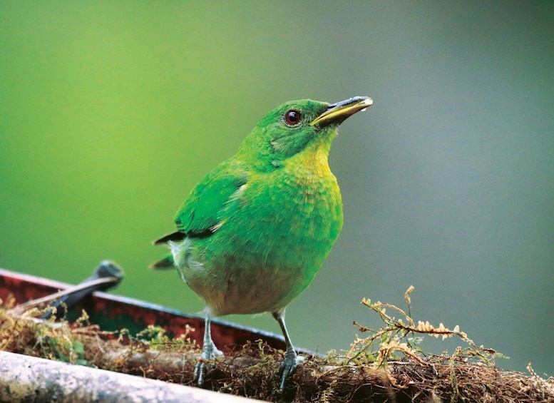 Picture 4 for Activity Cali: Bird Watching