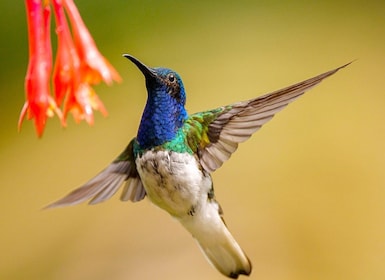 Cali: Vogelbeobachtung