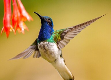 Cali: vogels kijken