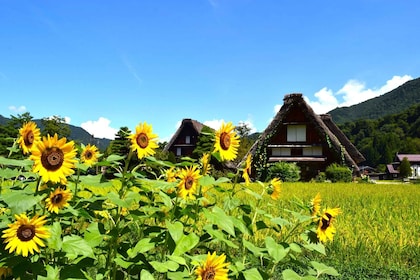 名古屋：飞弹高山和世界遗产白川乡一日游