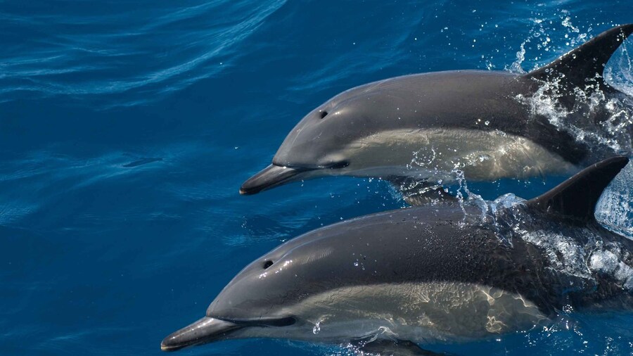 Picture 1 for Activity Algarve Dolphin Watching & Marine Life Eco Tour