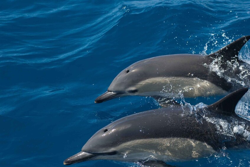 Picture 1 for Activity Algarve Dolphin Watching & Marine Life Eco Tour