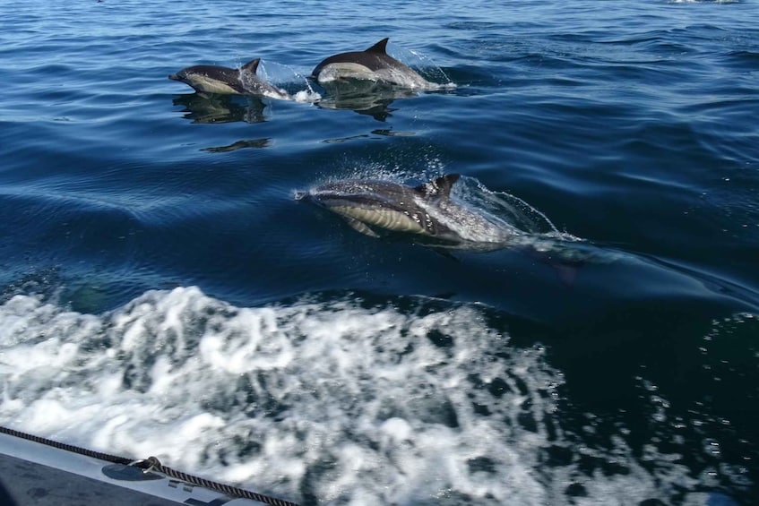 Picture 11 for Activity Algarve Dolphin Watching & Marine Life Eco Tour