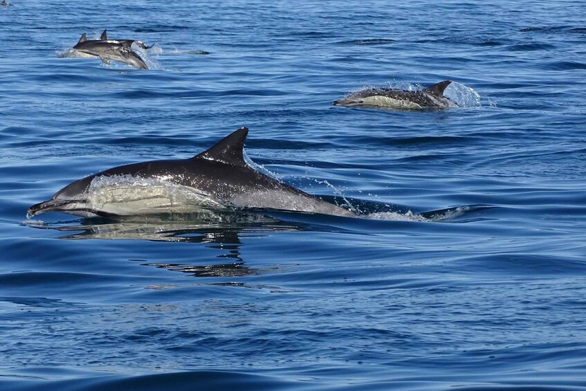Picture 2 for Activity Algarve Dolphin Watching & Marine Life Eco Tour