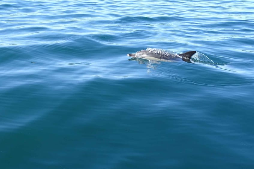 Picture 5 for Activity Algarve Dolphin Watching & Marine Life Eco Tour