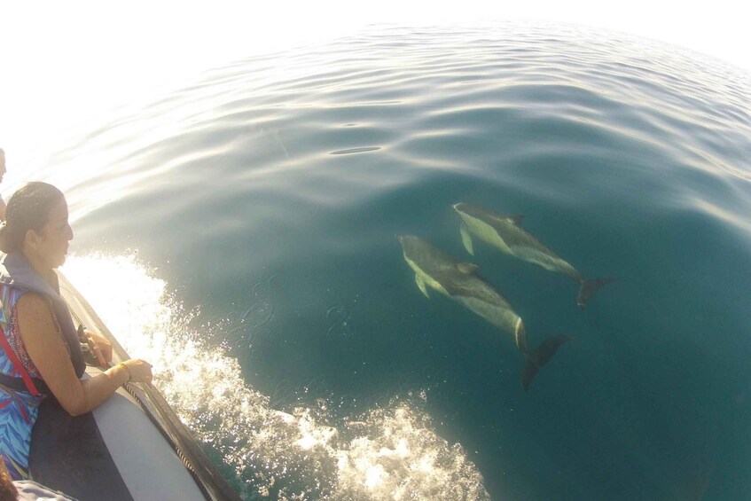 Picture 8 for Activity Algarve Dolphin Watching & Marine Life Eco Tour