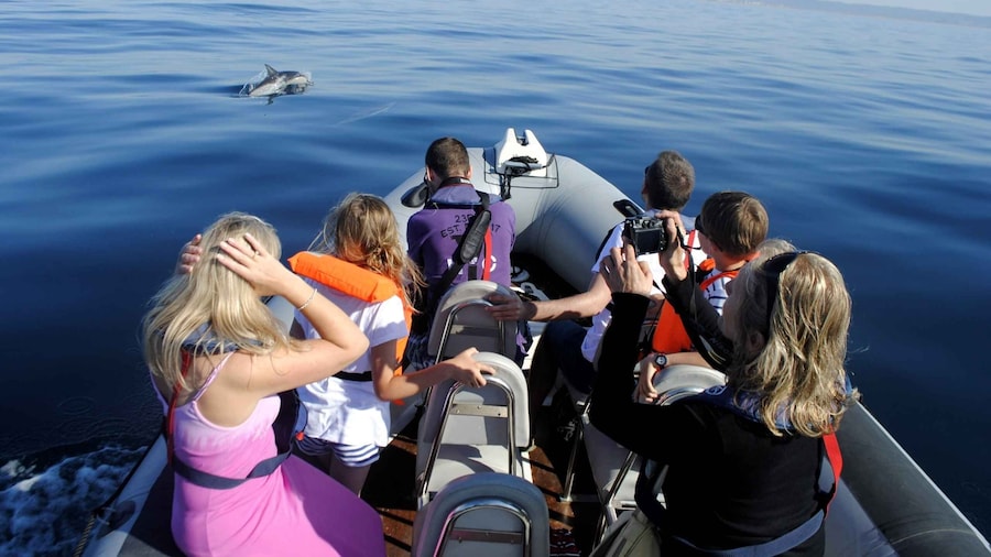 Algarve Dolphin Watching & Marine Life Eco Tour