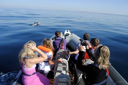 Tour ecológico de avistamiento de delfines y vida marina por el Algarve