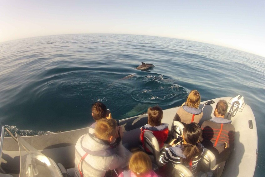 Picture 10 for Activity Algarve Dolphin Watching & Marine Life Eco Tour