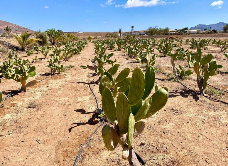 Picture 7 for Activity Fuerteventura: Tapas and Local Life Guided Tour