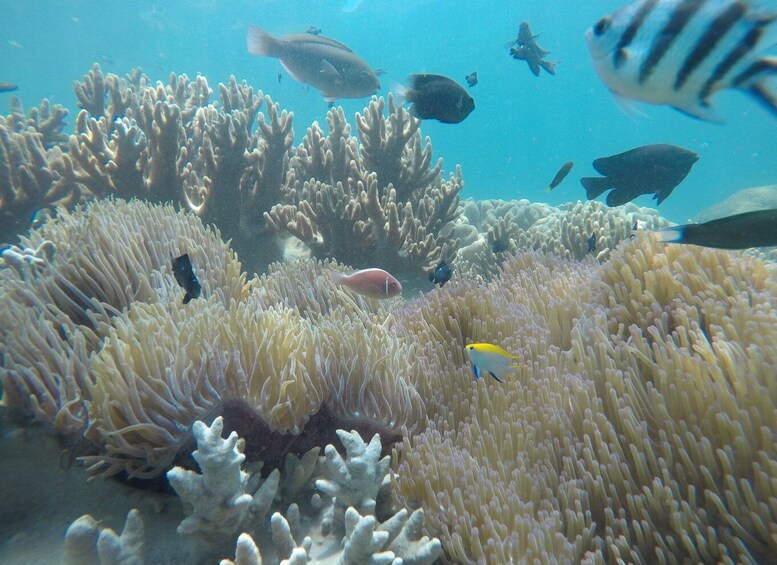 Snorkeling Cham Island: Snorkeling Tour by Speed Boat