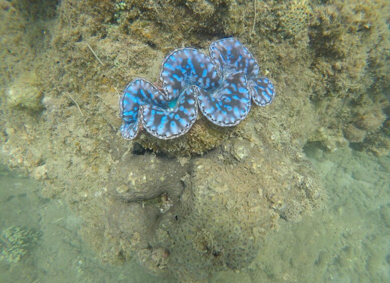 Picture 10 for Activity Snorkeling Cham Island: Snorkeling Tour by Speed Boat