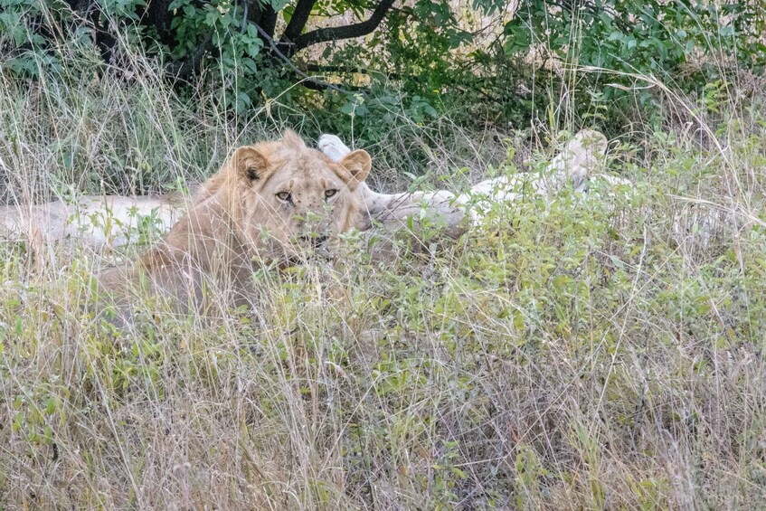 Picture 3 for Activity Chobe Day Tour: Game Drive and Boat Safari