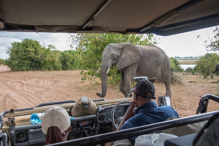 Chobe Day Tour: Game Drive and Boat Safari