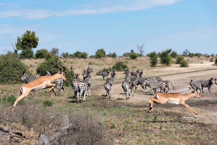 Picture 2 for Activity Chobe Day Tour: Game Drive and Boat Safari