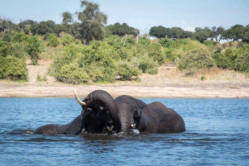 Picture 8 for Activity Chobe Day Tour: Game Drive and Boat Safari