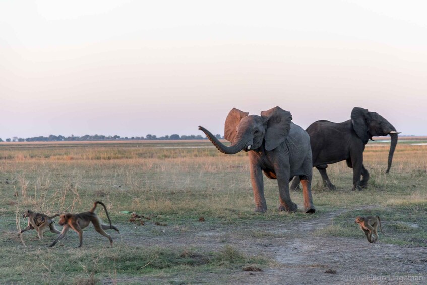 Picture 9 for Activity Chobe Day Tour: Game Drive and Boat Safari