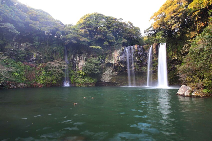 Picture 8 for Activity Jeju: Mt. Hallasan Hike and UNESCO Sites Day Tour