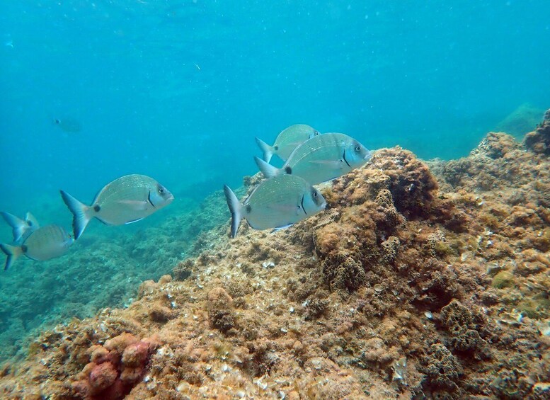 Picture 2 for Activity From Santa Pola: Snorkel Trip in Tabarca Island