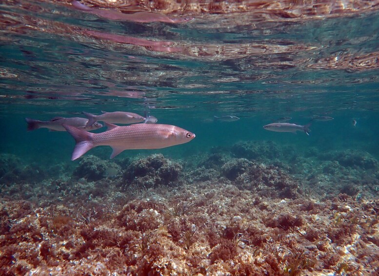 Picture 4 for Activity From Santa Pola: Snorkel Trip in Tabarca Island