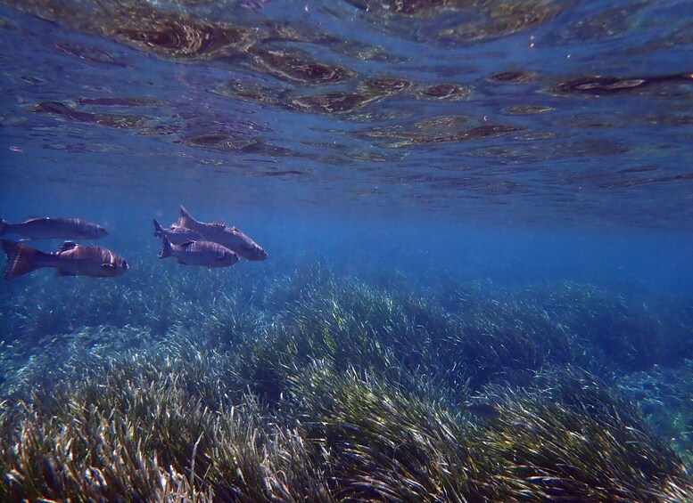 Picture 6 for Activity From Santa Pola: Snorkel Trip in Tabarca Island