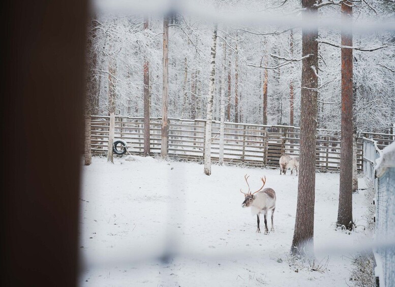 Picture 4 for Activity Ranua Wildlife Park Day: Visit the Arctic Animals