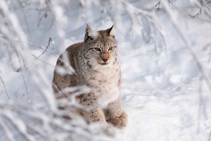 Picture 6 for Activity Ranua Wildlife Park Day: Visit the Arctic Animals