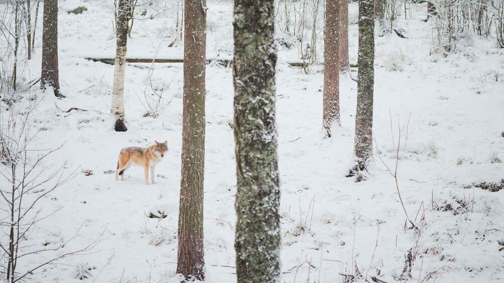 Picture 3 for Activity Ranua Wildlife Park Day: Visit the Arctic Animals