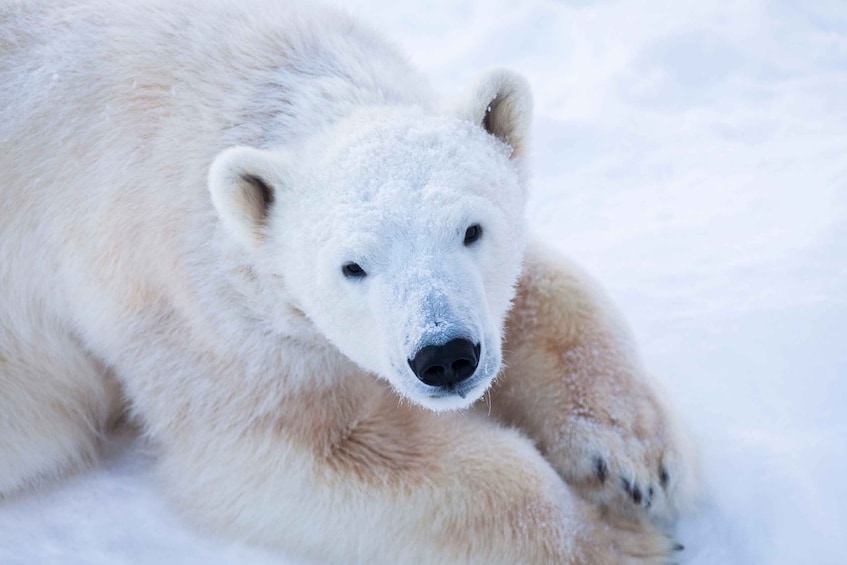 Picture 1 for Activity Ranua Wildlife Park Day: Visit the Arctic Animals