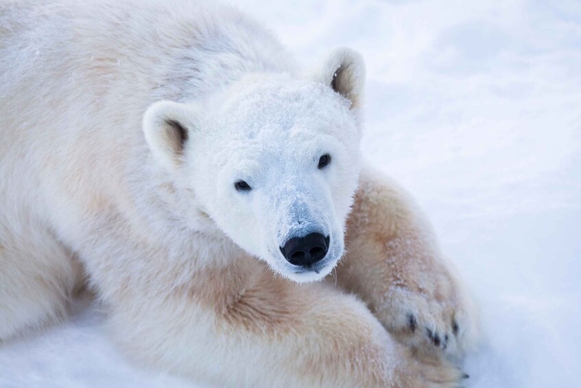 Picture 1 for Activity Ranua Wildlife Park Day: Visit the Arctic Animals