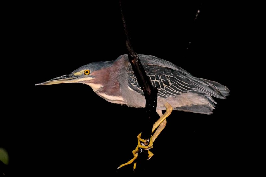 Picture 8 for Activity Manuel Antonio: Night Mangrove Safari Boat Tour with Dinner