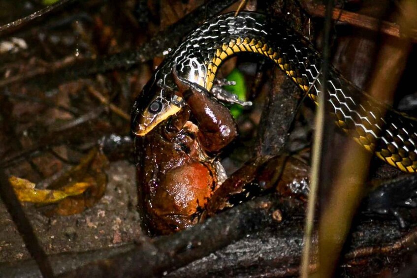 Picture 7 for Activity Manuel Antonio: Night Mangrove Safari Boat Tour with Dinner