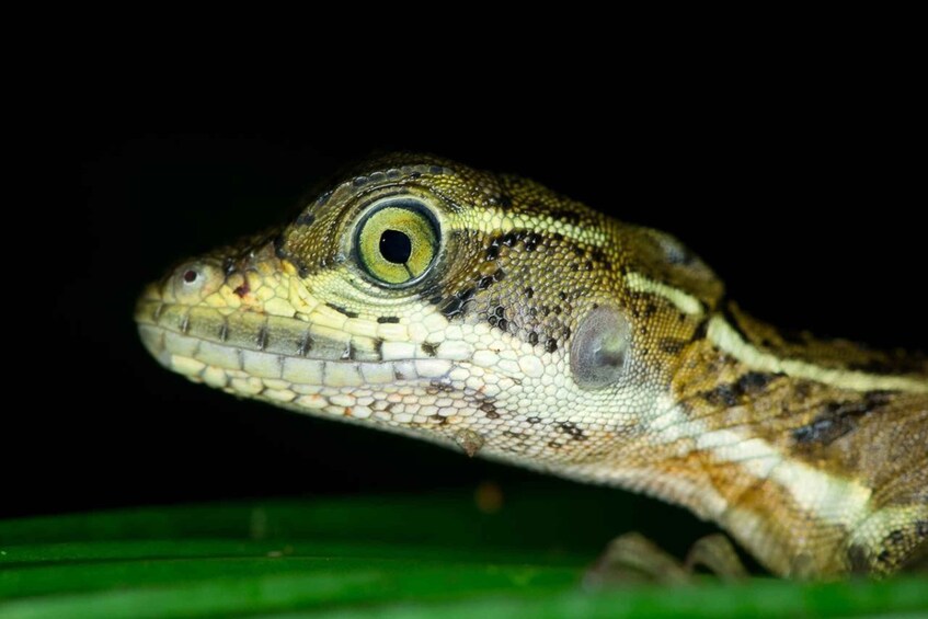 Picture 9 for Activity Manuel Antonio: Night Mangrove Safari Boat Tour with Dinner