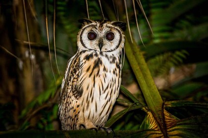 Manuel Antonio: Nacht Mangrove Safari Boottocht met Diner