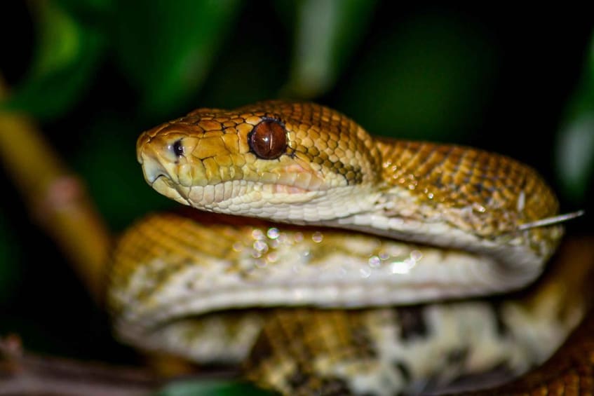 Picture 1 for Activity Manuel Antonio: Night Mangrove Safari Boat Tour with Dinner